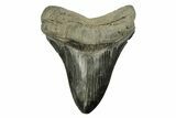 Serrated, Fossil Megalodon Tooth - South Carolina #254581-1